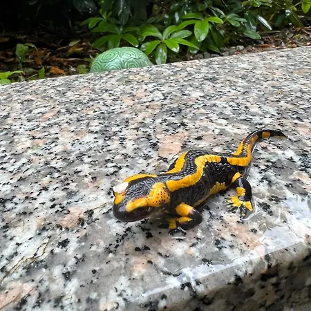 Appartamento Seelenglueck Osterode am Harz